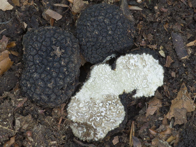 Tuber mesentericum